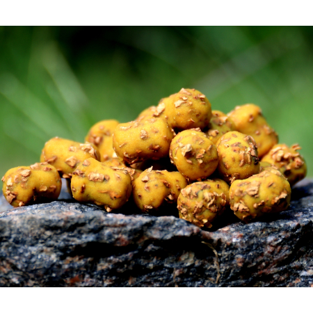 Dumbells WAFTERS Tropical Squide 200 ml 18mm/12mm